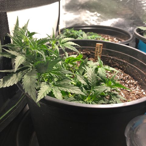 Purple Punch Auto growlog timeline photo