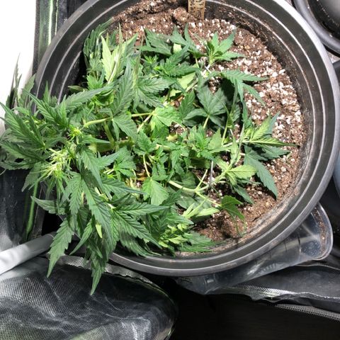 Purple Punch Auto growlog timeline photo