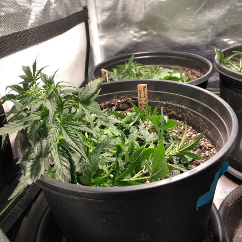 Purple Punch Auto growlog timeline photo