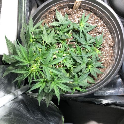 Purple Punch Auto growlog timeline photo