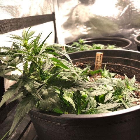 Purple Punch Auto growlog timeline photo