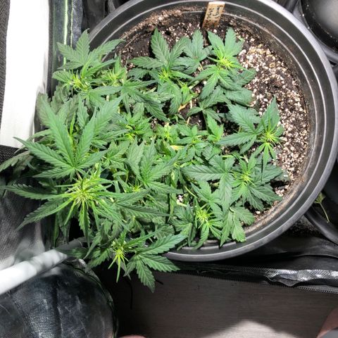 Purple Punch Auto growlog timeline photo