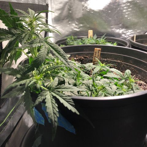 Purple Punch Auto growlog timeline photo