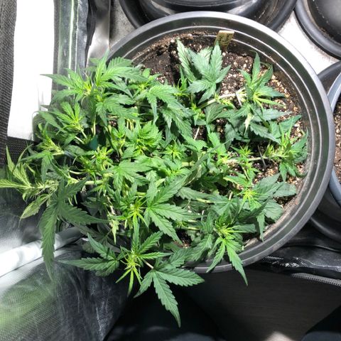 Purple Punch Auto growlog timeline photo