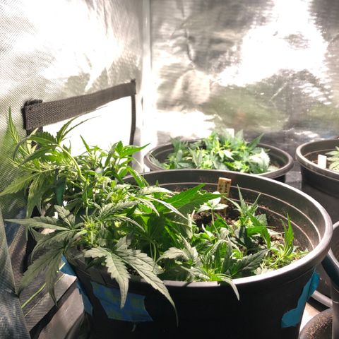 Purple Punch Auto growlog timeline photo