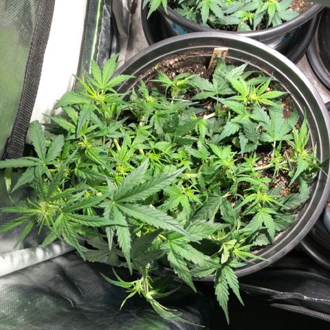 Purple Punch Auto growlog timeline photo