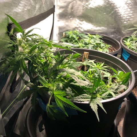Purple Punch Auto growlog timeline photo