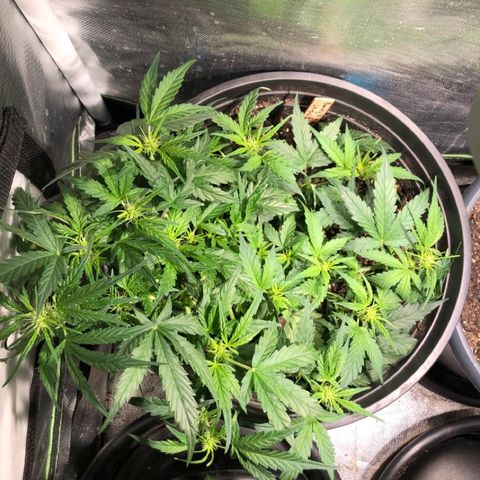 Purple Punch Auto growlog timeline photo