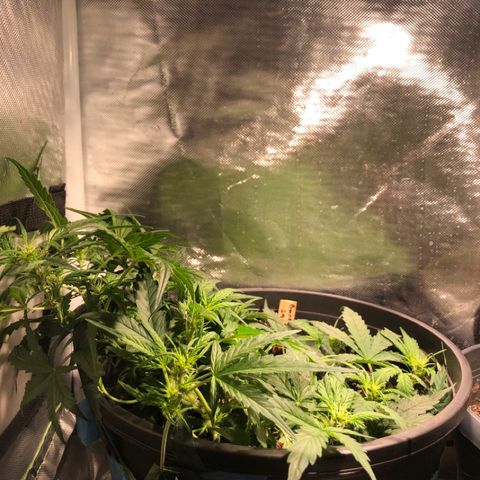 Purple Punch Auto growlog timeline photo
