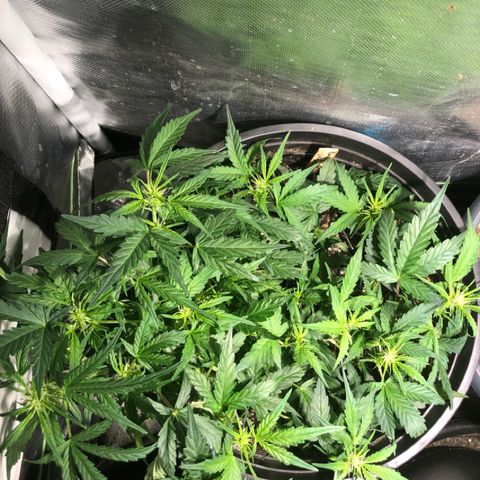 Purple Punch Auto growlog timeline photo