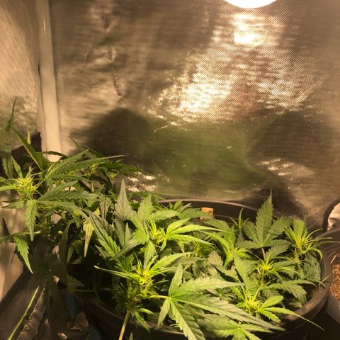 Purple Punch Auto growlog timeline photo
