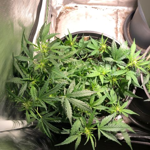 Purple Punch Auto growlog timeline photo