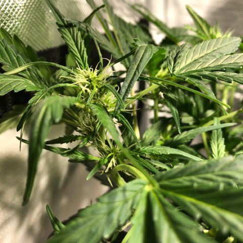 Purple Punch Auto growlog timeline photo