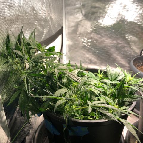 Purple Punch Auto growlog timeline photo