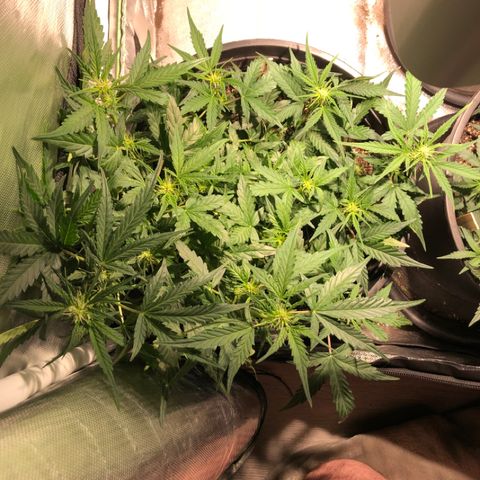 Purple Punch Auto growlog timeline photo
