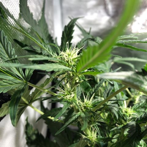 Purple Punch Auto growlog timeline photo