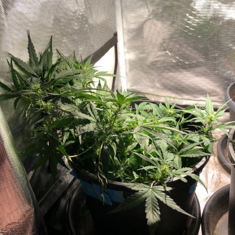Purple Punch Auto growlog timeline photo