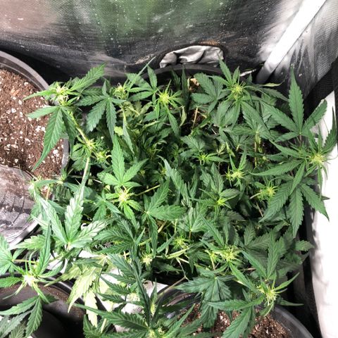 Purple Punch Auto growlog timeline photo