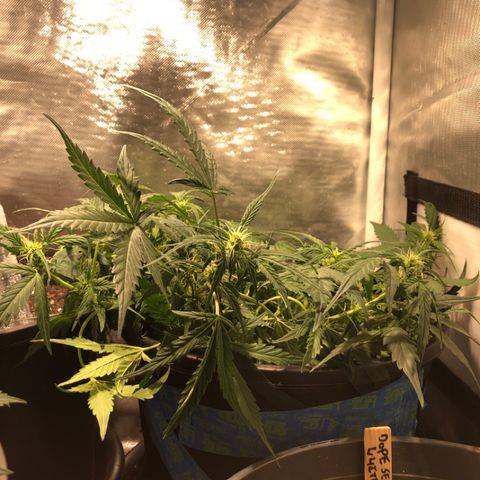 Purple Punch Auto growlog timeline photo