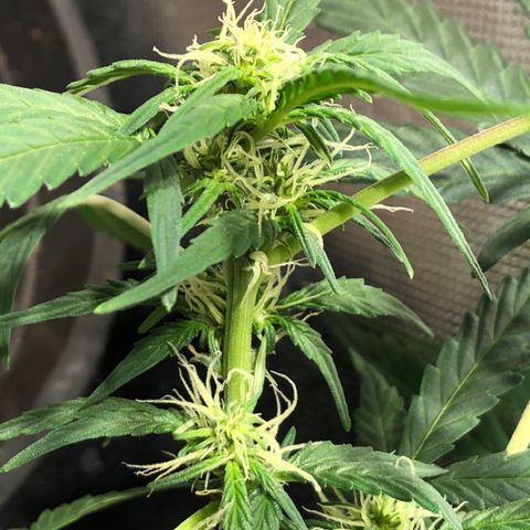 Purple Punch Auto growlog timeline photo
