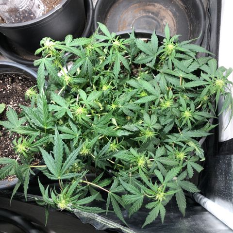 Purple Punch Auto growlog timeline photo