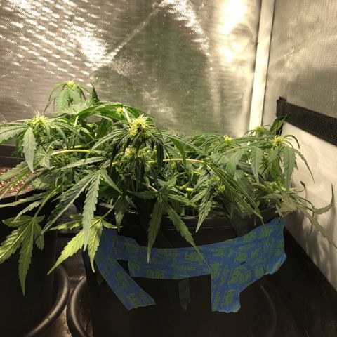 Purple Punch Auto growlog timeline photo