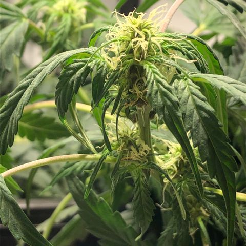 Purple Punch Auto growlog timeline photo