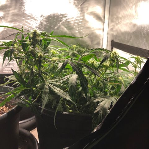 Purple Punch Auto growlog timeline photo