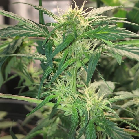 Purple Punch Auto growlog timeline photo