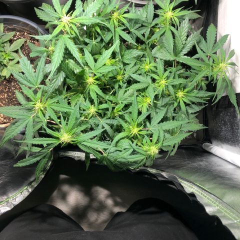 Purple Punch Auto growlog timeline photo