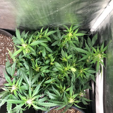 Purple Punch Auto growlog timeline photo
