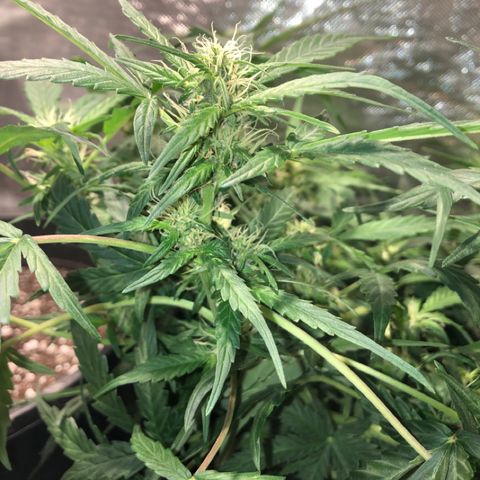 Purple Punch Auto growlog timeline photo