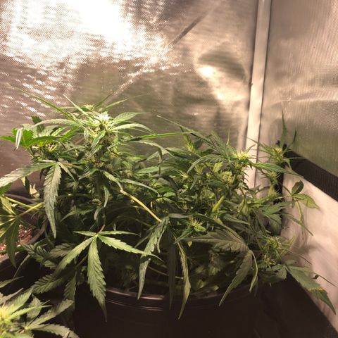 Purple Punch Auto growlog timeline photo
