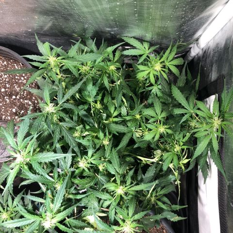 Purple Punch Auto growlog timeline photo