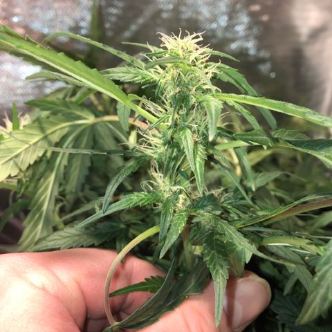 Purple Punch Auto growlog timeline photo