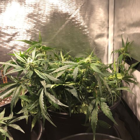 Purple Punch Auto growlog timeline photo