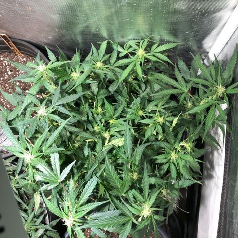 Purple Punch Auto growlog timeline photo