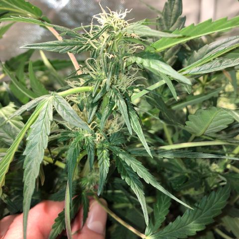 Purple Punch Auto growlog timeline photo