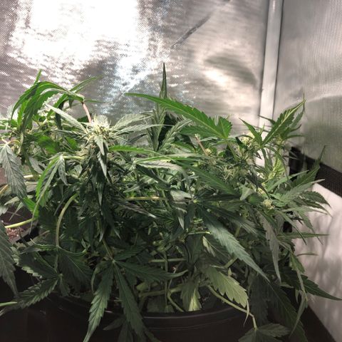 Purple Punch Auto growlog timeline photo