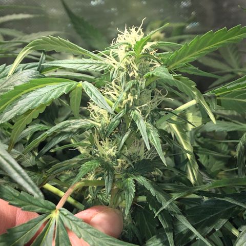 Purple Punch Auto growlog timeline photo