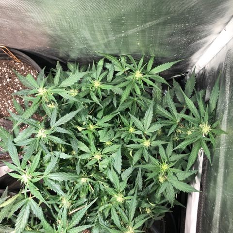Purple Punch Auto growlog timeline photo