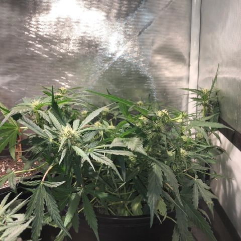 Purple Punch Auto growlog timeline photo