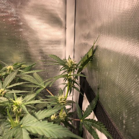 Purple Punch Auto growlog timeline photo