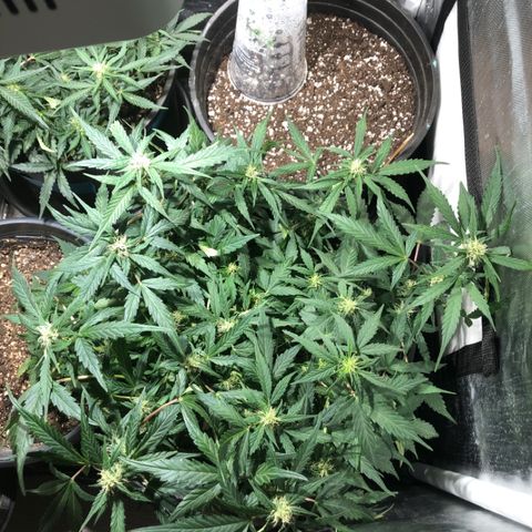 Purple Punch Auto growlog timeline photo