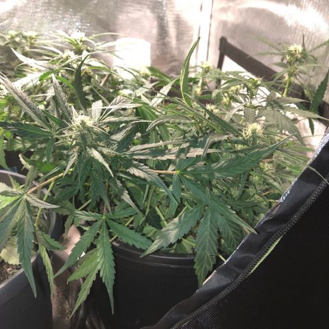 Purple Punch Auto growlog timeline photo