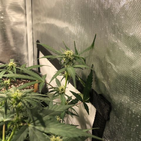 Purple Punch Auto growlog timeline photo