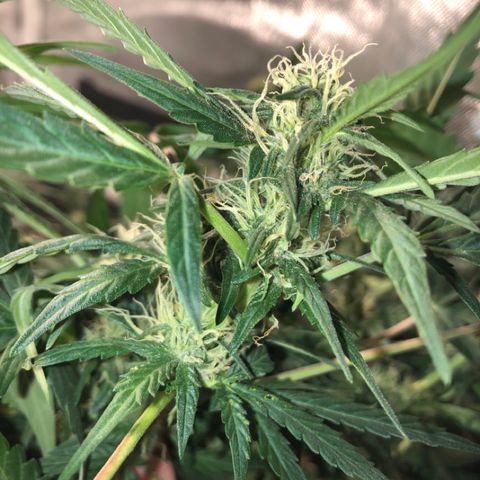 Purple Punch Auto growlog timeline photo