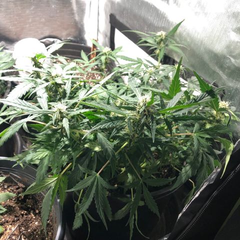 Purple Punch Auto growlog timeline photo