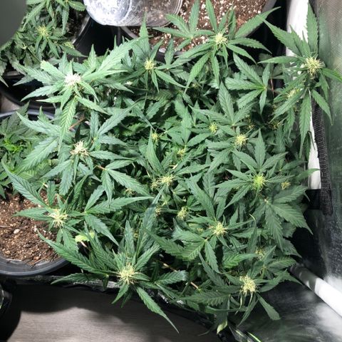 Purple Punch Auto growlog timeline photo