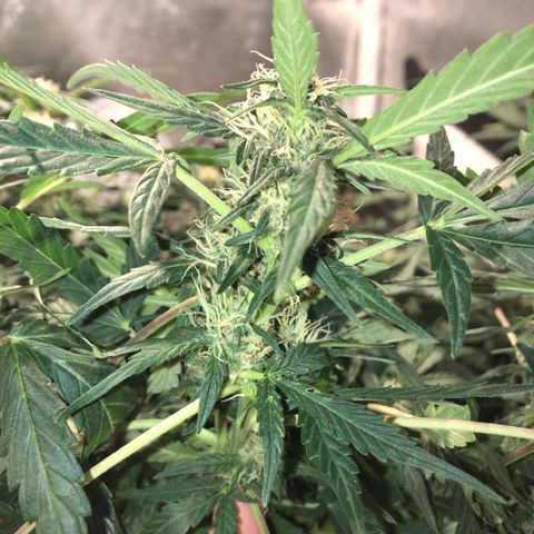 Purple Punch Auto growlog timeline photo